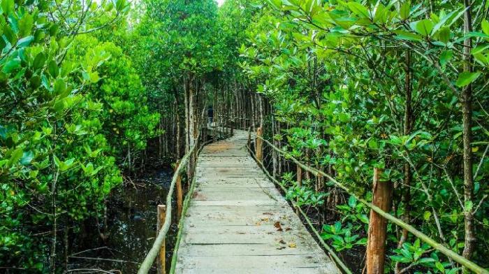 Hutan mangrove bangka tengah edukasi kurau belitung pemkab tinjau bakau nurbaya