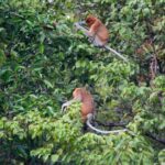 Mengenal Kekayaan Alam Tanjung Puting Kalimantan untuk Healing