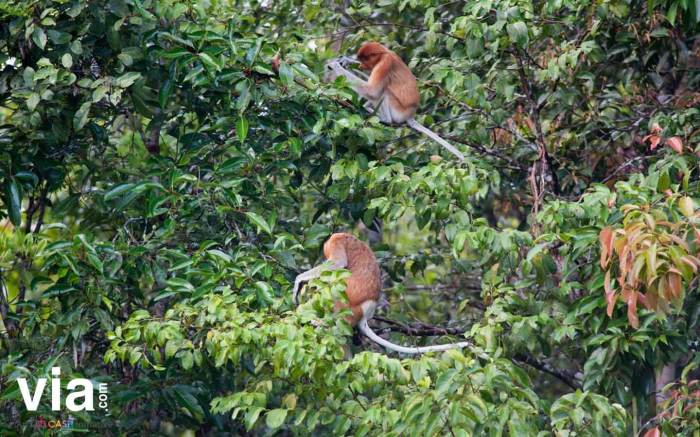 Mengenal Kekayaan Alam Tanjung Puting Kalimantan untuk Healing