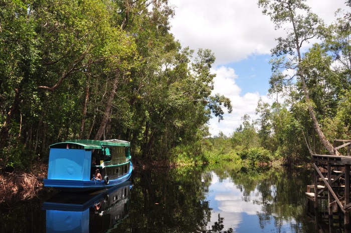 Tanjung puting national park boat orangutans trekking wild incredible experience