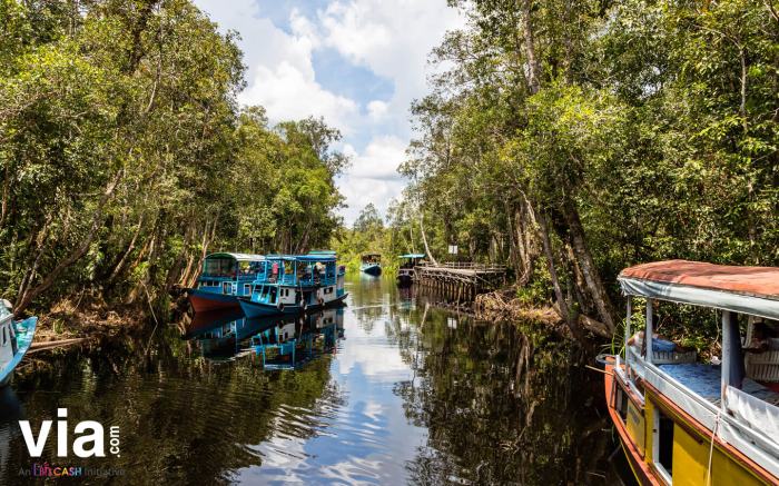 Puting tanjung nasional taman kalimantan orangutan wisata disebut layak keunggulannya budaya utan habitat surga damai hidup disini okezone