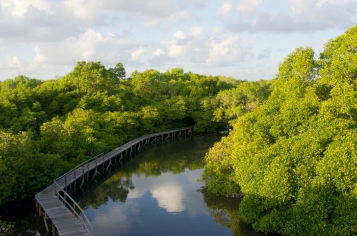 Menghabiskan Waktu di Hutan Mangrove Bali dengan Panorama Indah