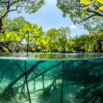 Mangrove mangroves forests mission ecosystems frontier pollution habitats