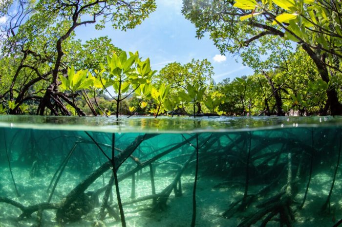 Mangrove mangroves forests mission ecosystems frontier pollution habitats