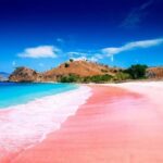 Beach pink lombok snorkeling inclusive tour wandernesia creatures bunches activity having meet sea while cute