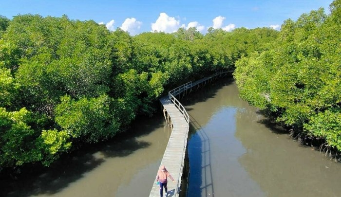 Mangrove