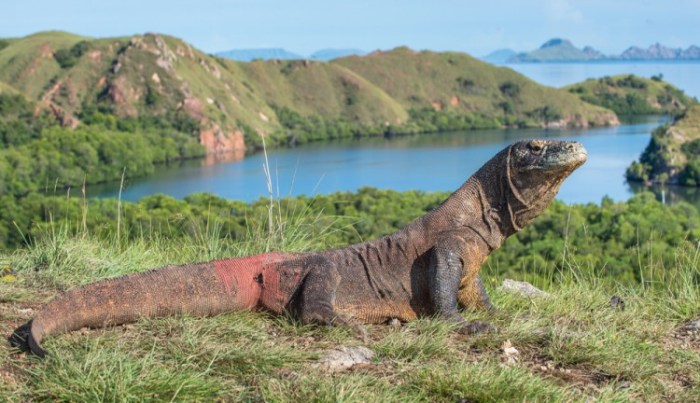 Mengenal Kekayaan Alam Taman Nasional Komodo yang Lagi Viral