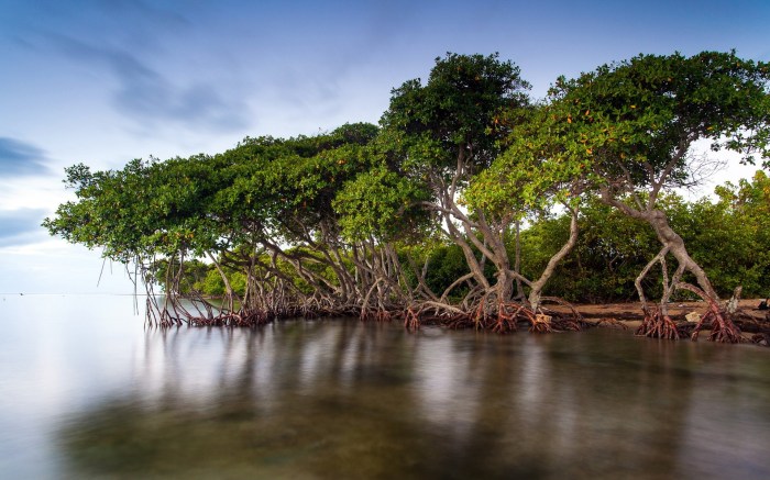 Mangrove jubail dhabi