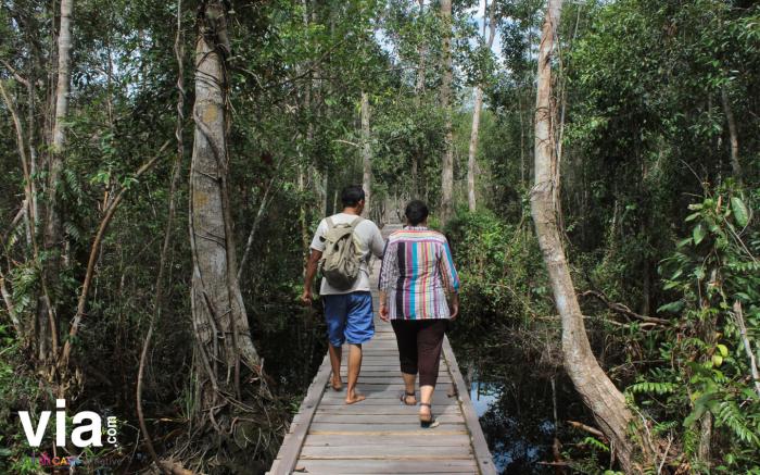 Mengenal Kekayaan Alam Tanjung Puting Kalimantan dengan Trek Menantang