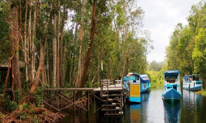 Mengungkap Pesona Tanjung Puting Kalimantan yang Ramah untuk Anak-anak