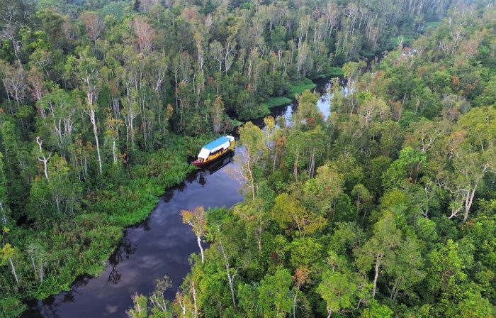 Rekomendasi Wisata Alam di Tanjung Puting Kalimantan dengan Panorama Indah