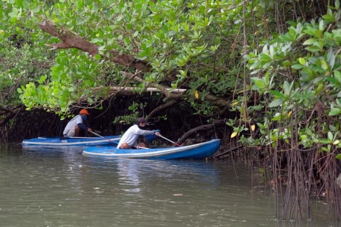 River mangrove bintan tour klook mangroves