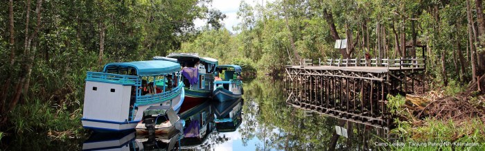 Tempat Terbaik untuk Mendaki di Tanjung Puting Kalimantan untuk Healing