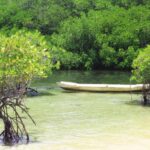 Mangrove forest exploration post