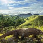 National komodo park indonesia dragon parks wild worldatlas