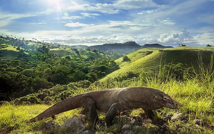 Komodo parco tutelare meraviglia charlieontravel