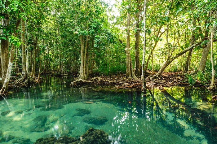 Mengungkap Pesona Hutan Mangrove Bali yang Ramah untuk Anak-anak