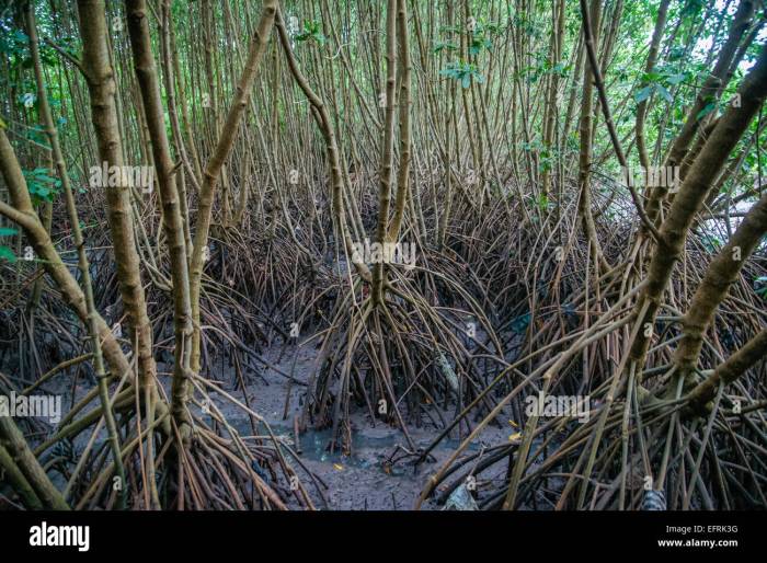 Mangrove