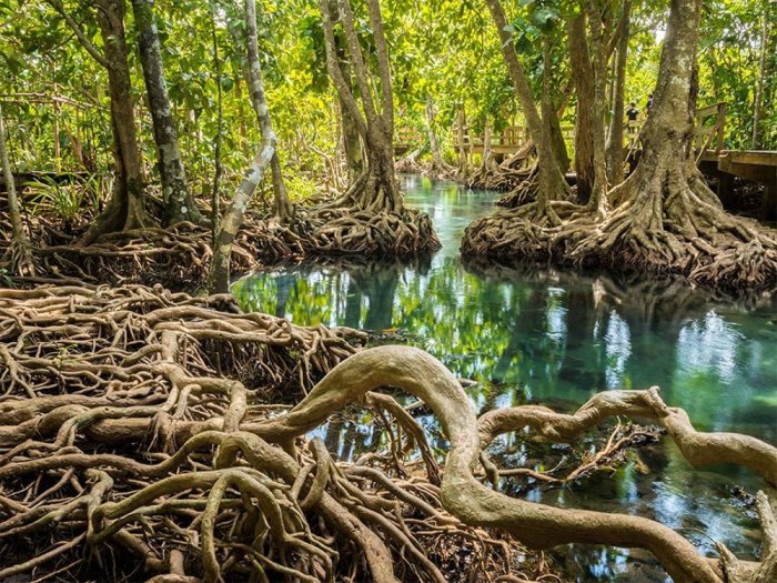 Mangrove forests sundarbans