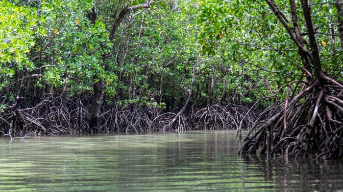 Petualangan Seru di Hutan Mangrove Bali untuk Penggemar Fotografi