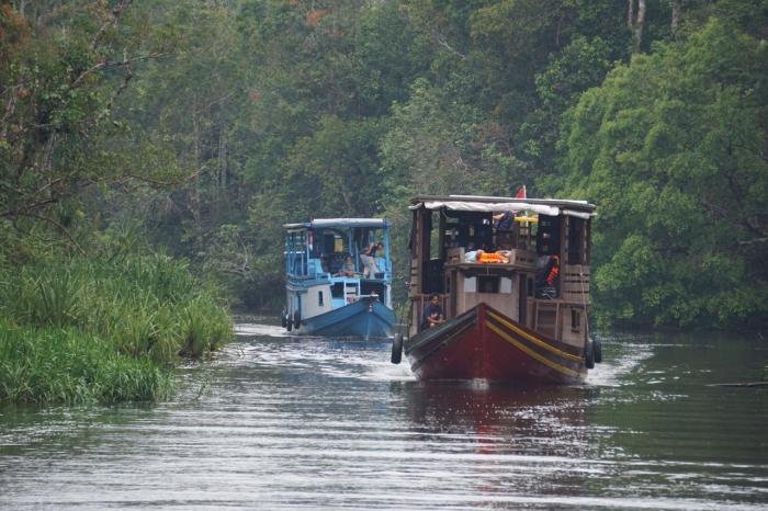 Eksplorasi Alam Terbuka di Tanjung Puting Kalimantan untuk Liburan Akhir Pekan