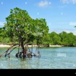 Mangrove salah menara satu belakang hutan