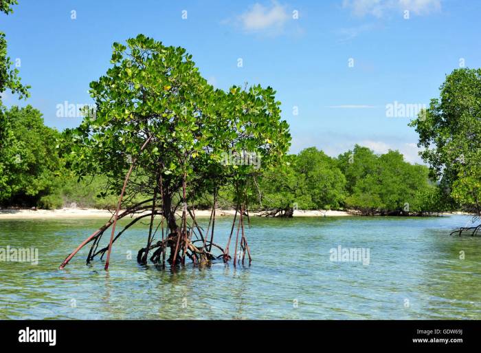 Mangrove salah menara satu belakang hutan