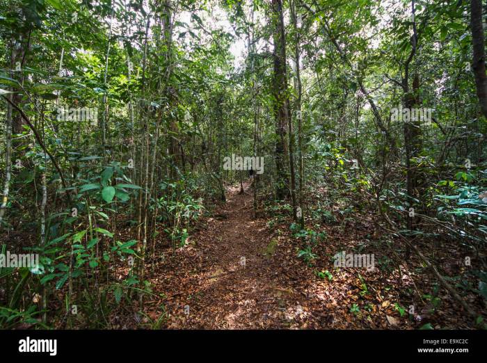 Wisata kunjungi keluarga populer tanjung puting reservasiku nasional taman kalimantan