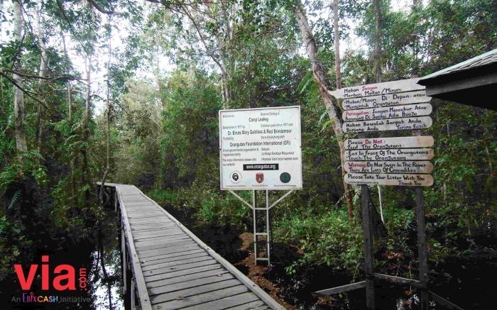 Tanjung puting taman nasional kalimantan borneo orangutan perahu tengah daerah