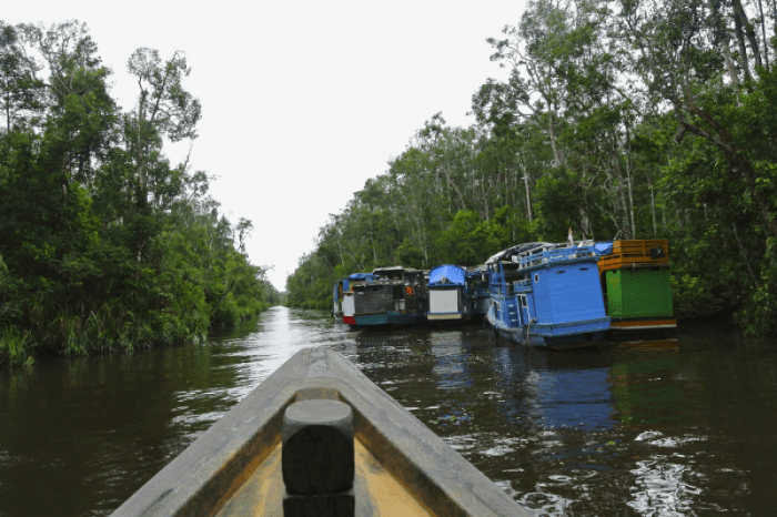 Tanjung puting national park borneo kalimantan