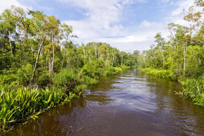 Eksplorasi Alam Terbuka di Tanjung Puting Kalimantan dengan Trek Menantang