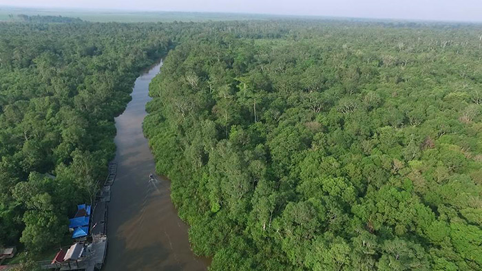 Rekomendasi Wisata Alam di Tanjung Puting Kalimantan untuk Healing