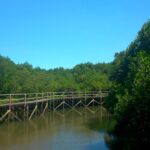 Petualangan Seru di Hutan Mangrove Bali dengan Panorama Indah