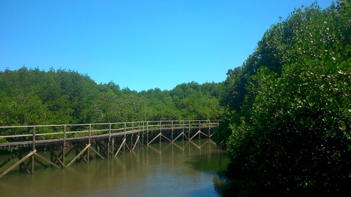 Petualangan Seru di Hutan Mangrove Bali dengan Panorama Indah